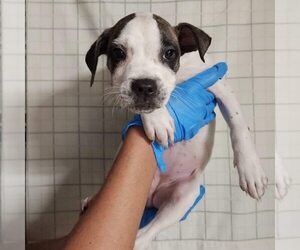 American Pit Bull Terrier Dogs for adoption in Evansville, IN, USA