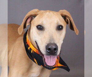 Mutt Dogs for adoption in Shelburne, VT, USA