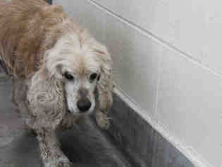Cocker Spaniel Dogs for adoption in Upland, CA, USA