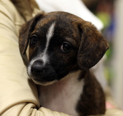 Medium Photo #1 Beagle Puppy For Sale in Danbury, CT, USA