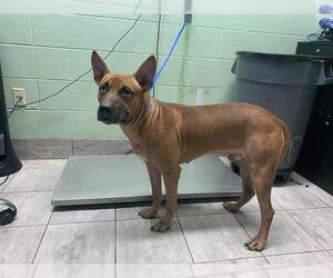 Medium Photo #2 Black Mouth Cur-Unknown Mix Puppy For Sale in Grand Prairie, TX, USA