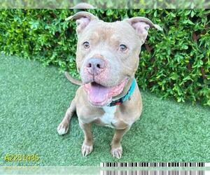 American Pit Bull Terrier Dogs for adoption in West Palm Beach, FL, USA