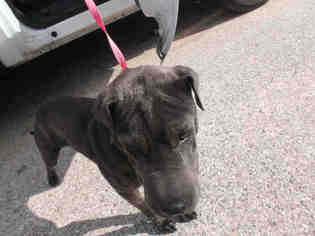 Chinese Shar-Pei Dogs for adoption in Pearland, TX, USA