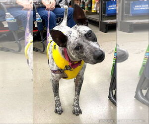 Mutt Dogs for adoption in White Bluff, TN, USA