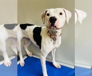 American Pit Bull Terrier Dogs for adoption in Santa Maria, CA, USA