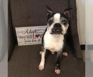 Boston Terrier Dogs for adoption in Madison, WI, USA