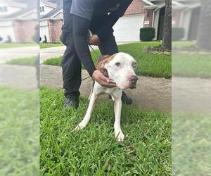 American Pit Bull Terrier Dogs for adoption in Houston, TX, USA