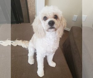 Cavapoo Dogs for adoption in McKinney, TX, USA