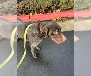 German Wirehaired Pointer Dogs for adoption in Sacramento, CA, USA