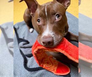 American Pit Bull Terrier Dogs for adoption in Sacramento, CA, USA