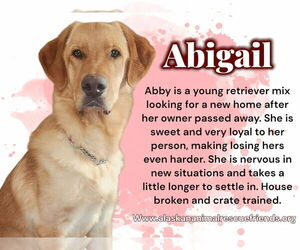 Golden Labrador Dogs for adoption in Anchorage, AK, USA
