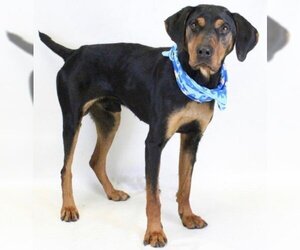 Black and Tan Coonhound-Unknown Mix Dogs for adoption in Newfoundland, PA, USA