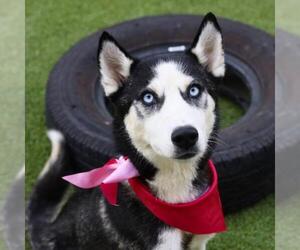 Siberian Husky Dogs for adoption in San Antonio, TX, USA
