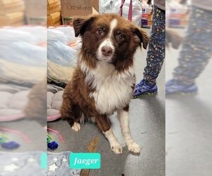 Australian Shepherd Dogs for adoption in Richmond, IN, USA