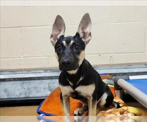 Cardigan Welsh Corgi-German Shepherd Dog Mix Dogs for adoption in Martinez, CA, USA