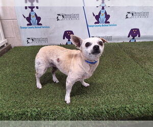 Chihuahua Dogs for adoption in Orlando, FL, USA