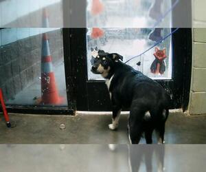 German Shepherd Dog-Unknown Mix Dogs for adoption in Tulsa, OK, USA