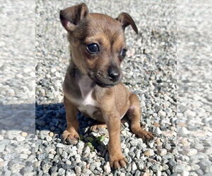 Chihuahua-Unknown Mix Dogs for adoption in Corona, CA, USA