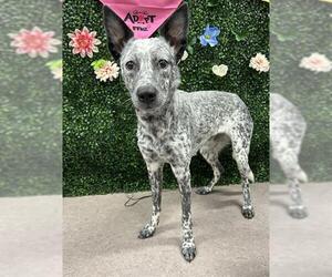 Border Collie-Unknown Mix Dogs for adoption in Grasswood, Saskatchewan, Canada