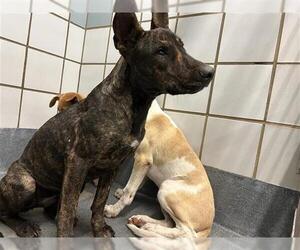 Plott Hound-Unknown Mix Dogs for adoption in San Antonio, TX, USA