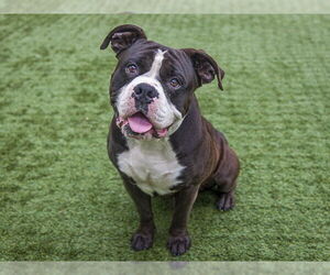 American Pit Bull Terrier Dogs for adoption in Pasadena, CA, USA