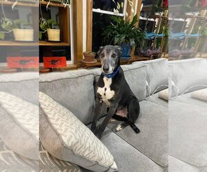 Greyhound-Unknown Mix Dogs for adoption in Aurora, IN, USA