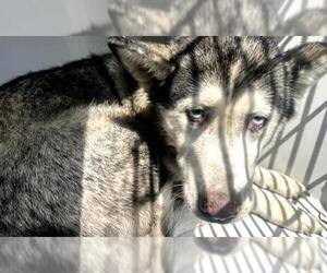Siberian Husky Dogs for adoption in Houston, TX, USA