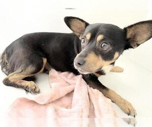 Chihuahua Dogs for adoption in Houston, TX, USA
