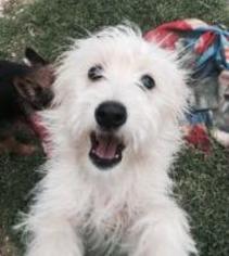 Malchi Dogs for adoption in Claremore, OK, USA