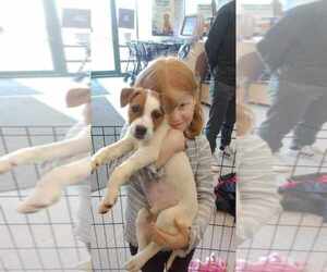 Beagle-Unknown Mix Dogs for adoption in Palatine/Kildeer/Buffalo grove, IL, USA