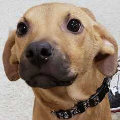 Black Mouth Cur Dogs for adoption in Palatine/Kildeer/Buffalo grove, IL, USA