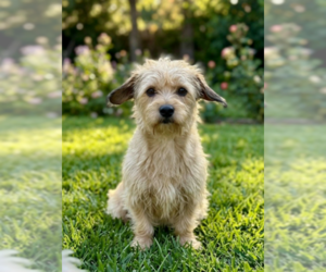 Mutt Dogs for adoption in Cranston, RI, USA