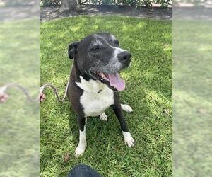 American Pit Bull Terrier-Unknown Mix Dogs for adoption in Houston, TX, USA