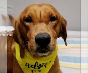 Irish Setter Dogs for adoption in Von Ormy, TX, USA