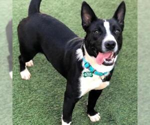Border Collie Dogs for adoption in Tempe, AZ, USA