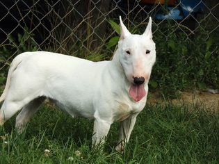 Miniature Bull Terrier Dogs for adoption in Zaleski, OH, USA