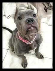 American Staffordshire Terrier-Bulldog Mix Dogs for adoption in Sylmar, CA, USA