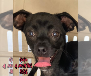 Chihuahua-Unknown Mix Dogs for adoption in Woodbury, NY, USA