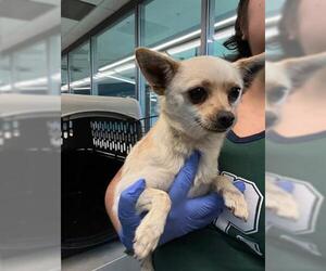 Chihuahua Dogs for adoption in San Martin, CA, USA