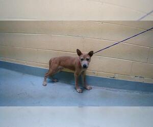 Dutch Shepherd -Unknown Mix Dogs for adoption in Tulsa, OK, USA