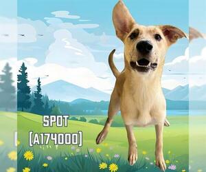 German Shepherd Dog Dogs for adoption in Tulsa, OK, USA