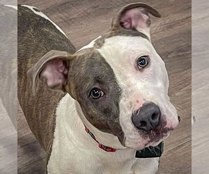 American Staffordshire Terrier-Boxer Mix Dogs for adoption in Huntley, IL, USA