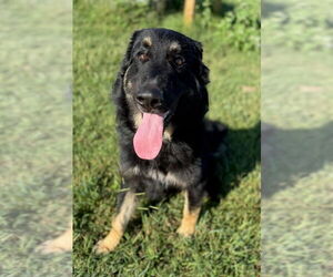 Australian Shepherd-Unknown Mix Dogs for adoption in Winter Park, CO, USA