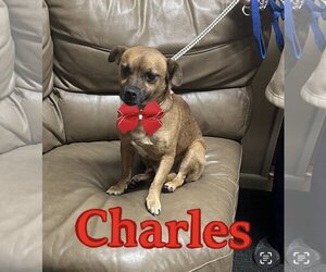 Chug Dogs for adoption in Mt. Laurel, NJ, USA