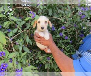 Borador Dogs for adoption in San Diego, CA, USA