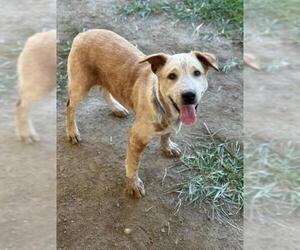 Mutt Dogs for adoption in Riverside, CA, USA