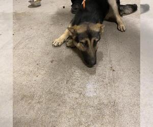 German Shepherd Dog Dogs for adoption in Modesto, CA, USA