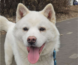 Samoyed-Unknown Mix Dogs for adoption in San Ramon, CA, USA