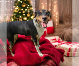 - Mix Dogs for adoption in Vail, AZ, USA