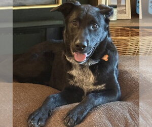 Labrador Retriever-Unknown Mix Dogs for adoption in Minneapolis, MN, USA